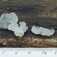 Tremella fuciformis at Cotter River, ACT - 2 May 2022 12:16 PM