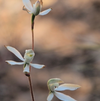 Caladenia moschata (Musky Caps) at Lower Cotter Catchment - 29 Nov 2022 by KenT