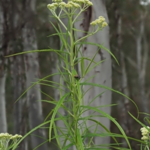 Cassinia longifolia at Coree, ACT - 30 Nov 2022 08:26 AM