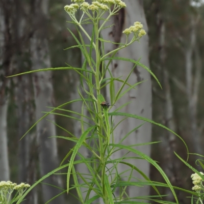 Cassinia longifolia (Shiny Cassinia, Cauliflower Bush) at Coree, ACT - 30 Nov 2022 by KenT