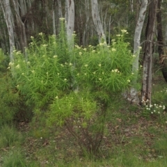 Cassinia longifolia at Coree, ACT - 30 Nov 2022 08:26 AM