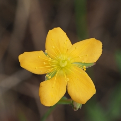 Hypericum gramineum (Small St Johns Wort) at Coree, ACT - 30 Nov 2022 by KenT