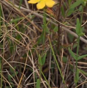 Hypericum gramineum at Coree, ACT - 30 Nov 2022