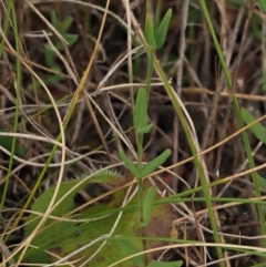 Hypericum gramineum at Coree, ACT - 30 Nov 2022