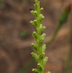 Microtis unifolia (Common Onion Orchid) at Coree, ACT - 30 Nov 2022 by KenT