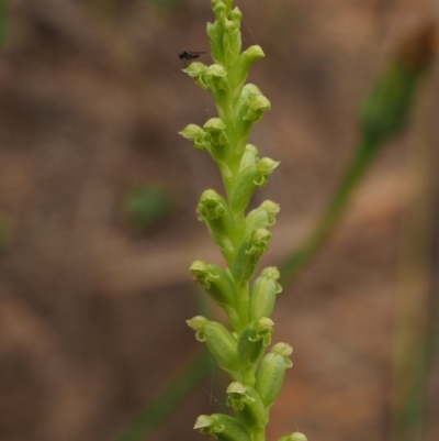 Microtis unifolia (Common Onion Orchid) at Lower Cotter Catchment - 29 Nov 2022 by KenT