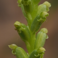 Microtis unifolia at Coree, ACT - 30 Nov 2022