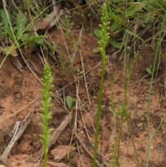 Microtis unifolia at Coree, ACT - 30 Nov 2022