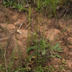 Microtis unifolia at Coree, ACT - 30 Nov 2022