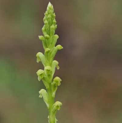 Microtis unifolia (Common Onion Orchid) at Coree, ACT - 30 Nov 2022 by KenT