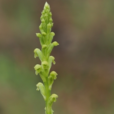 Microtis unifolia (Common Onion Orchid) at Coree, ACT - 29 Nov 2022 by KenT