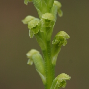 Microtis unifolia at Coree, ACT - 30 Nov 2022