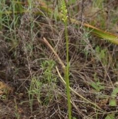 Microtis unifolia at Coree, ACT - 30 Nov 2022