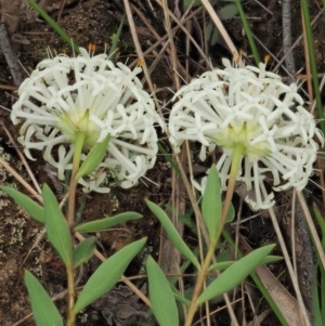 Pimelea treyvaudii at Coree, ACT - 30 Nov 2022