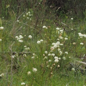 Pimelea treyvaudii at Coree, ACT - 30 Nov 2022