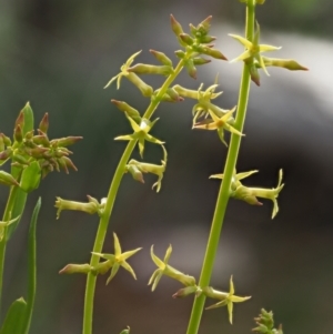 Stackhousia viminea at Coree, ACT - 30 Nov 2022 10:20 AM