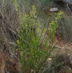 Stackhousia viminea at Coree, ACT - 30 Nov 2022 10:20 AM