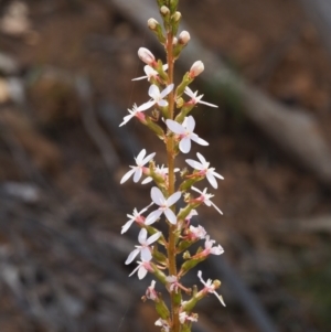 Stylidium graminifolium at Coree, ACT - 30 Nov 2022 10:46 AM