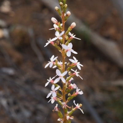 Stylidium graminifolium (grass triggerplant) at Coree, ACT - 30 Nov 2022 by KenT