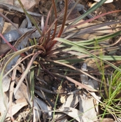 Stylidium graminifolium at Coree, ACT - 30 Nov 2022 10:46 AM