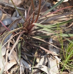 Stylidium graminifolium at Coree, ACT - 30 Nov 2022
