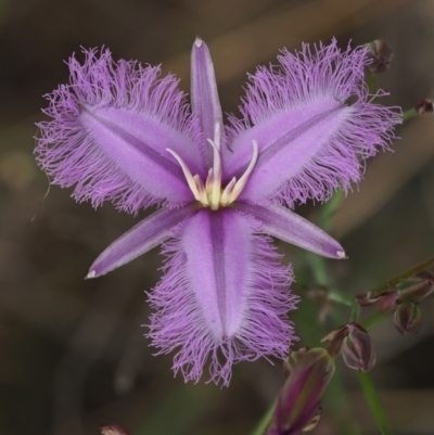 Thysanotus tuberosus subsp. tuberosus (Common Fringe-lily) at Lower Cotter Catchment - 29 Nov 2022 by KenT