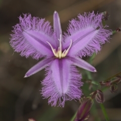 Thysanotus tuberosus subsp. tuberosus (Common Fringe-lily) at Coree, ACT - 29 Nov 2022 by KenT