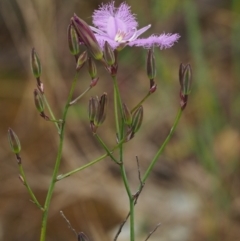 Thysanotus tuberosus subsp. tuberosus at Coree, ACT - 30 Nov 2022