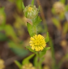 Triptilodiscus pygmaeus (Annual Daisy) at Coree, ACT - 30 Nov 2022 by KenT