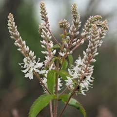 Veronica derwentiana subsp. derwentiana (Derwent Speedwell) at Coree, ACT - 30 Nov 2022 by KenT