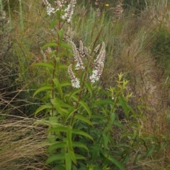 Veronica derwentiana subsp. derwentiana at Coree, ACT - 30 Nov 2022 08:57 AM