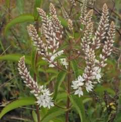 Veronica derwentiana subsp. derwentiana at Coree, ACT - 30 Nov 2022 08:57 AM