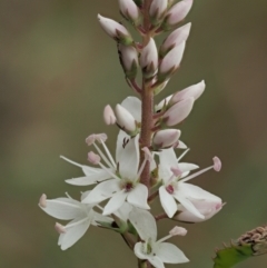 Veronica derwentiana subsp. derwentiana at Coree, ACT - 30 Nov 2022 08:57 AM