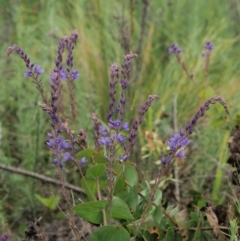 Veronica perfoliata (Digger's Speedwell) at Lower Cotter Catchment - 29 Nov 2022 by KenT