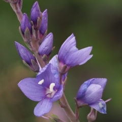 Veronica perfoliata at Coree, ACT - 30 Nov 2022