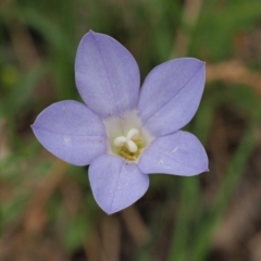 Wahlenbergia stricta subsp. stricta (Tall Bluebell) at Coree, ACT - 30 Nov 2022 by KenT