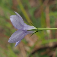 Wahlenbergia stricta subsp. stricta at Coree, ACT - 30 Nov 2022