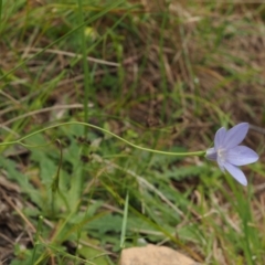 Wahlenbergia stricta subsp. stricta at Coree, ACT - 30 Nov 2022