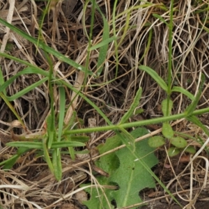 Wahlenbergia stricta subsp. stricta at Coree, ACT - 30 Nov 2022