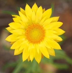 Xerochrysum viscosum at Coree, ACT - 30 Nov 2022 09:07 AM