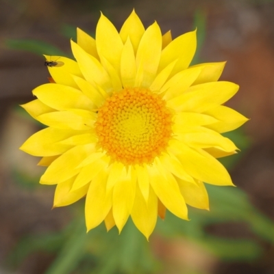 Xerochrysum viscosum (Sticky Everlasting) at Coree, ACT - 30 Nov 2022 by KenT