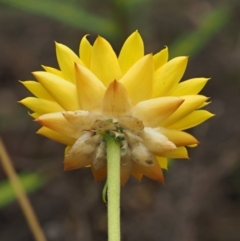 Xerochrysum viscosum at Coree, ACT - 30 Nov 2022