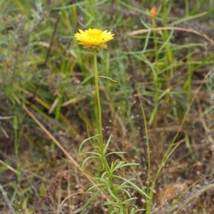 Xerochrysum viscosum at Coree, ACT - 30 Nov 2022 09:07 AM