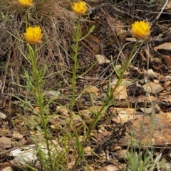 Xerochrysum viscosum at Coree, ACT - 30 Nov 2022 09:07 AM