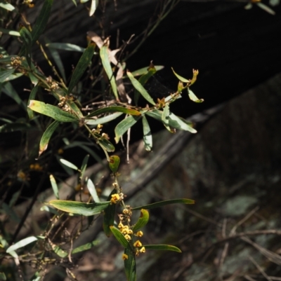 Daviesia mimosoides (Bitter Pea) at Blue Range - 30 Nov 2022 by KenT