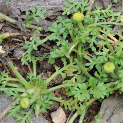 Leptinella filicula (Mountain Cotula) at Coree, ACT - 30 Nov 2022 by KenT