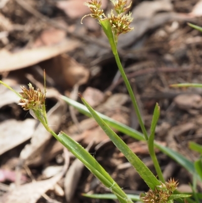 Luzula meridionalis (Common Woodrush) at Coree, ACT - 30 Nov 2022 by KenT