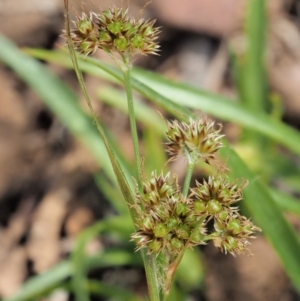 Luzula meridionalis at Coree, ACT - 30 Nov 2022