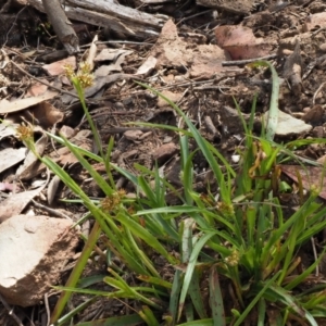 Luzula meridionalis at Coree, ACT - 30 Nov 2022