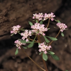 Poranthera microphylla (Small Poranthera) at Blue Range - 30 Nov 2022 by KenT